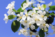 Apple tree flowers on the blue sky background Apple tree flowers on the blue sky background