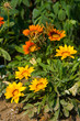 yellow and orange flowers