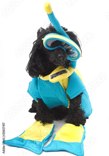 Photo: Snorkel Dog Snorkel Dog