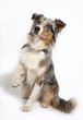 Australian Shepherd