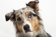Foto: Portrait of an Australian Shepherd Portrait of an Australian Shepherd