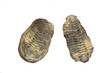 Trillobite