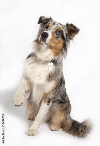Foto: Australian Shepherd Australian Shepherd