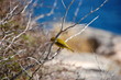 Paruline jaune Paruline jaune