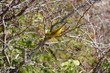 L'oiseau jaune L'oiseau jaune