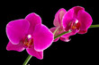 Orchid
