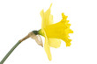 daffodil