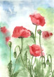 Watercolors of red poppies