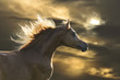 red horse runs gallop in sunset red horse runs gallop in sunset