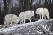 Family Gathering