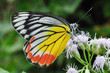 Orange butterfly on flower Orange butterfly on flower