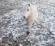 White Pony in the Snow White Pony in the Snow
