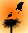 Storks in the nest