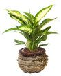 Window plant "Euphorbia leucocephala"  isolated on white