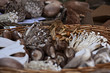 Wild Mushrooms