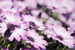 Close-up of Purple Osteospermum Daisy meadow Close-up of Purple Osteospermum Daisy meadow