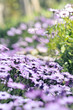 Purple Osteospermum Daisy meadow