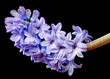 hyacinth on black with drops