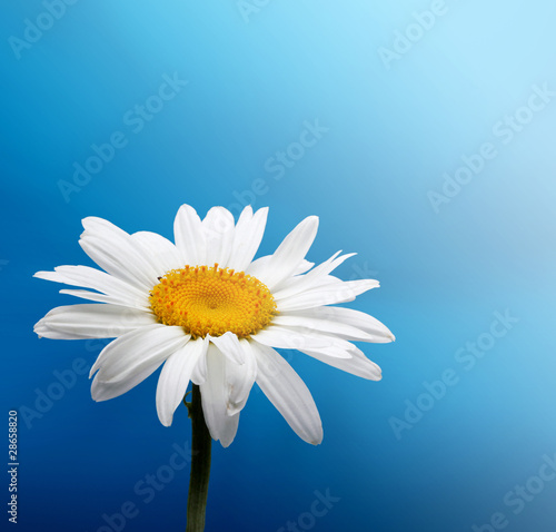 Photo: chamomile on blue chamomile on blue