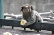 Macaco
