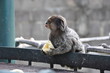 Macaco