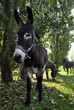 three donkeys