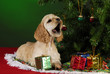 christmas puppy