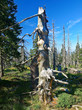 Dead tree. Giant Mountains, Poland.
