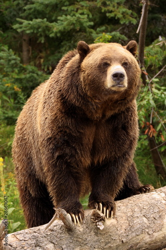 Photo: ours Grizzly ours Grizzly