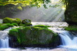 原生林と渓流と光芒　Virgin forest and shaft beam of light