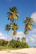 Sous les cocotiers