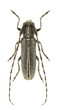 Agapanthia cardui male
