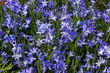 Scilla, Blausternchen