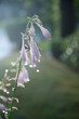 Foto: bellflower bellflower