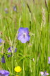 Geranium pratense, Wiesen-Storchschnabel, Meadow Cranesbill