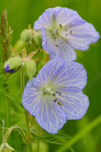 Foto: Geranium pratense, Wiesen-Storchschnabel, Meadow Cranesbill Geranium pratense, Wiesen-Storchschnabel, Meadow Cranesbill