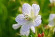 Geranium pratense, Wiesen-Storchschnabel, Meadow Cranesbill