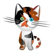 vector British cat tortoiseshell, blue and green eyes