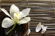 Biała orchidea – kompozycja z bambusem
