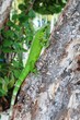 Iguane en Guadeloupe Iguane en Guadeloupe