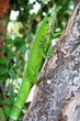 Iguane vert, guadeloupe Iguane vert, guadeloupe