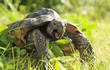 Turtle Eating