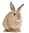 Bunny rabbit in front of white background Bunny rabbit in front of white background