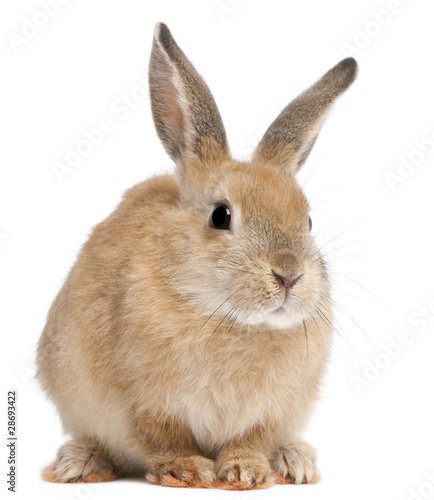 Photo: Bunny rabbit in front of white background Bunny rabbit in front of white background