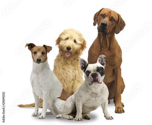 Foto: Hundegruppe Hundegruppe