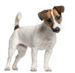 Jack Russell Terrier puppy, 7 months old, standing