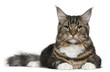 Maine Coon cat, 9 months old, lying Maine Coon cat, 9 months old, lying