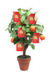 Tangerine Plant