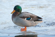 mallard duck standing on frozen lake