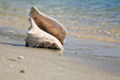 shell